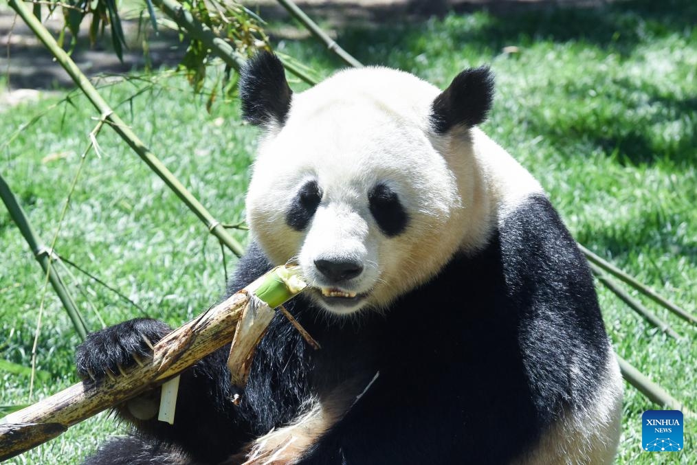 Photo taken on May 30, 2024 shows female panda Zhu Yu at Madrid Zoo in Madrid, Spain. Visitors to Spain's Madrid Zoo Aquarium were introduced Thursday to a giant panda couple from China. The new arrivals were welcomed at an official ceremony attended by authorities and experts from both countries.(Photo: Xinhua)