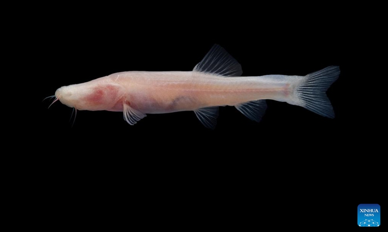 This photo taken on May 26, 2024 shows a cavefish, Karstsinnectes longzhouensis, in Chongzuo City, south China's Guangxi Zhuang Autonomous Region. (Xinhua)