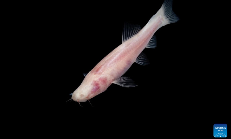 This photo taken on May 26, 2024 shows a cavefish, Karstsinnectes longzhouensis, in Chongzuo City, south China's Guangxi Zhuang Autonomous Region. (Xinhua)