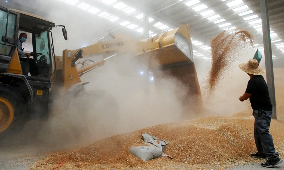 Two workers put dried wheat into storage at an agricultural company in Xuchang, Central China's Henan Province on June 2, 2024. As wheat in Xuchang, the main wheat-producing area of Henan Province, is ripening, growers are harvesting and storing the crops, with a number of enterprises starting to purchase wheat.