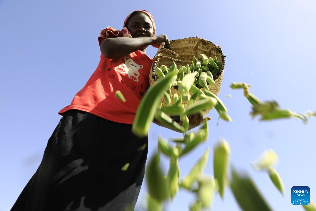 A farmer unloads newly harvested Okra pods in Tomnar village of Dongola city in Sudan's Northern State, June 2, 2024. Okra is one of the most important flowering plants in Sudan, where both fresh and dried okra pods are used in making food.(Photo: Xinhua)