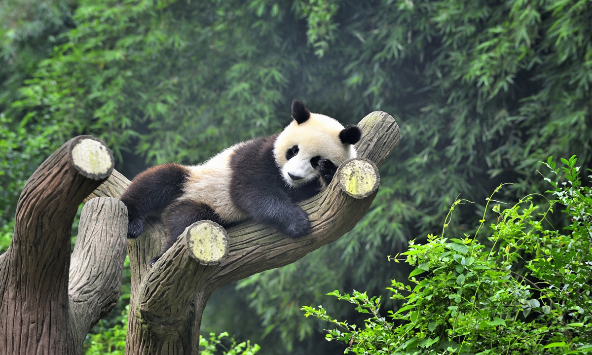 A panda sleeps on a tree in Southwest China's Sichuan Province Photos: VCG