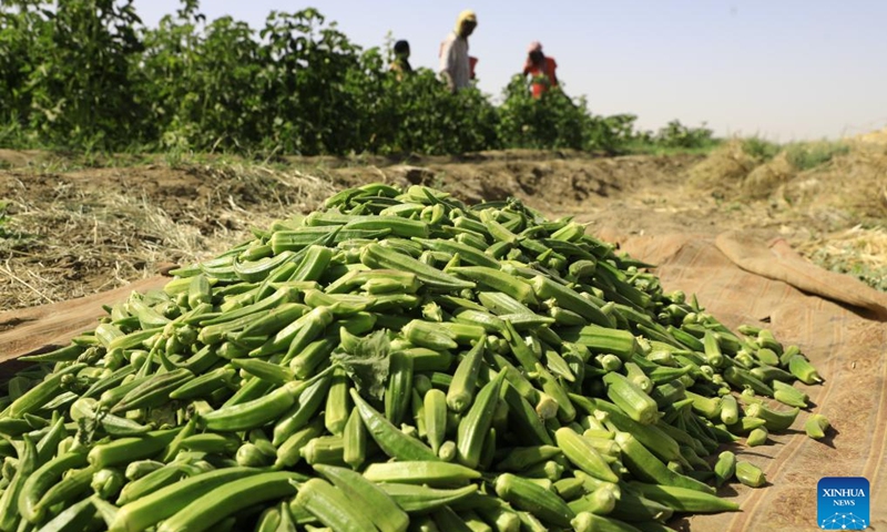 This photo taken on June 2, 2024 shows newly harvested Okra pods in Tomnar village of Dongola city in Sudan's Northern State. Okra is one of the most important flowering plants in Sudan, where both fresh and dried okra pods are used in making food.(Photo: Xinhua)