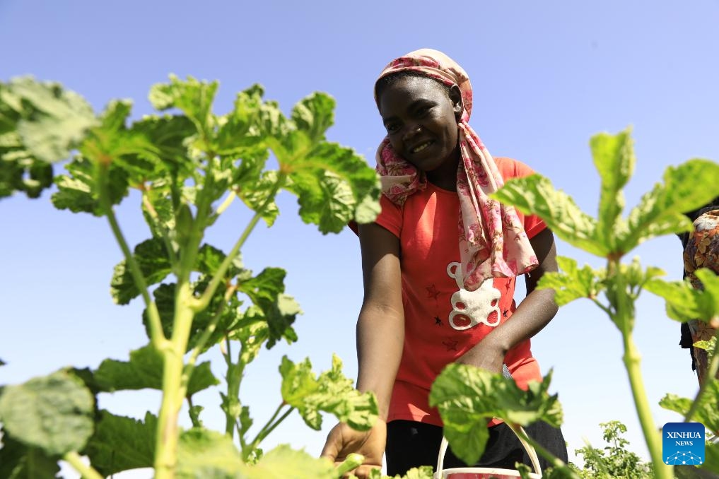 A farmer harvests Okra pods in Tomnar village of Dongola city in Sudan's Northern State, June 2, 2024. Okra is one of the most important flowering plants in Sudan, where both fresh and dried okra pods are used in making food.(Photo: Xinhua)