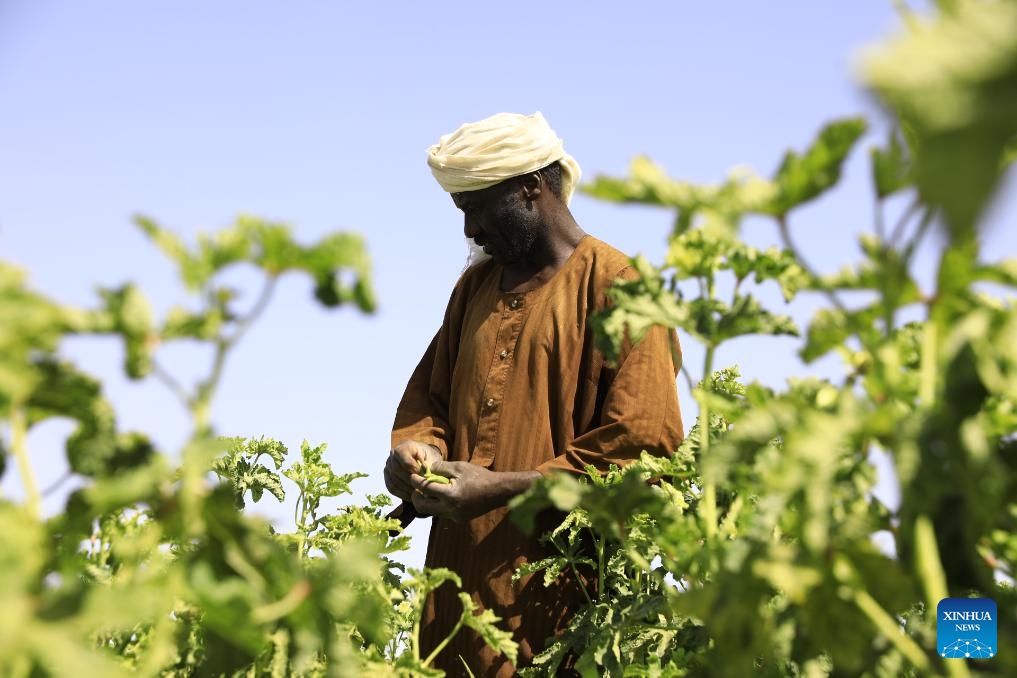 A farmer harvests Okra pods in Tomnar village of Dongola city in Sudan's Northern State, June 2, 2024. Okra is one of the most important flowering plants in Sudan, where both fresh and dried okra pods are used in making food.(Photo: Xinhua)