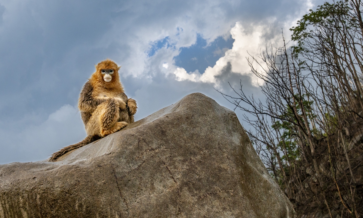 A golden monkey in Qinling mountains, Northwest China's Shaanxi Province