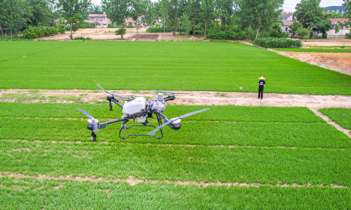 An agricultural technician operates a drone to spray rice seedlings on June 4, 2024, in Suqian, East China's Jiangsu Province. The city is using drones to carry out fertilization and spraying to improve farmers' productivity. Photo: VCG