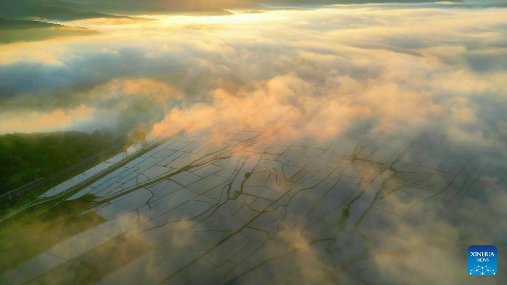 An aerial drone photo taken on June 3, 2024 shows fog over paddy fields in Hailin City, northeast China's Heilongjiang Province.(Photo: Xinhua)