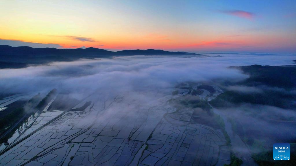 An aerial drone photo taken on June 3, 2024 shows fog over paddy fields in Hailin City, northeast China's Heilongjiang Province.(Photo: Xinhua)