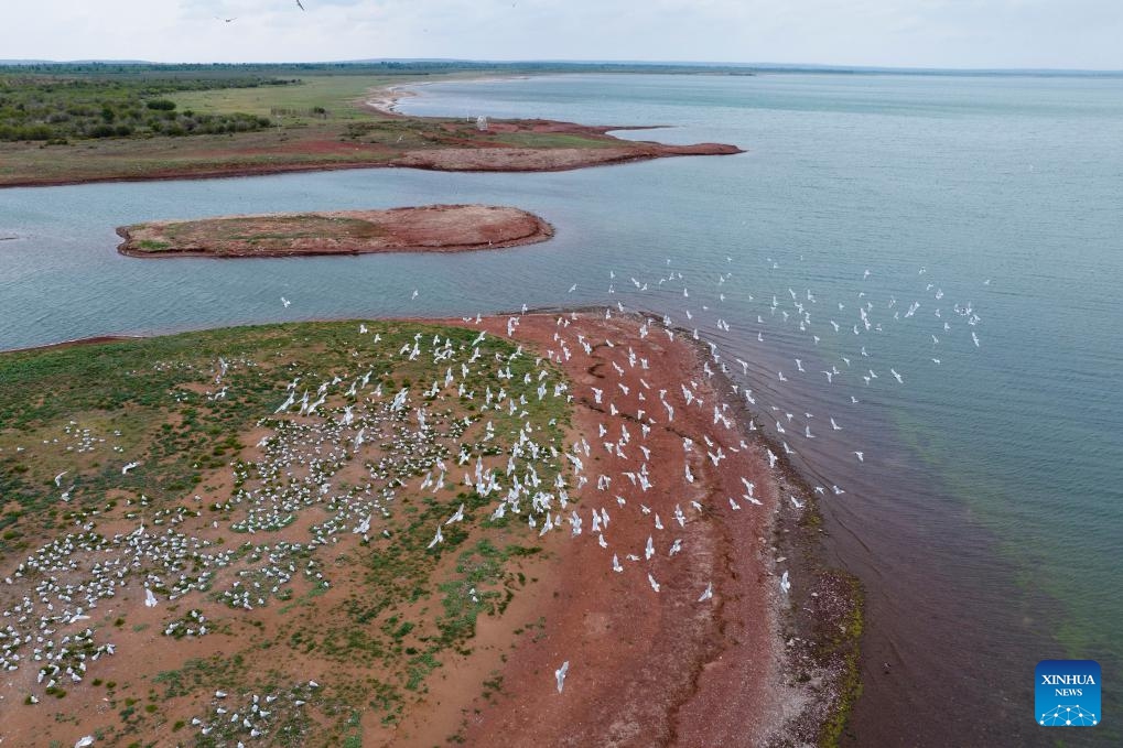 An aerial drone photo taken on June 4, 2024 shows relict gulls at Hongjiannao National Nature Reserve in Shenmu, northwest China's Shaanxi Province. At present, nearly 5,000 nests of relict gulls have entered the incubation and brooding period in the Hongjiannao Lake, China's largest desert freshwater lake. After years of treatment, the lake has regained vitality and has become an important habitat and breeding place for relict gull, which is under first-class national protection in China.(Photo: Xinhua)