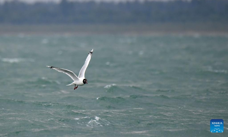 This photo taken on June 4, 2024 shows a relict gull flying at Hongjiannao National Nature Reserve in Shenmu, northwest China's Shaanxi Province. At present, nearly 5,000 nests of relict gulls have entered the incubation and brooding period in the Hongjiannao Lake, China's largest desert freshwater lake. After years of treatment, the lake has regained vitality and has become an important habitat and breeding place for relict gull, which is under first-class national protection in China.(Photo: Xinhua)