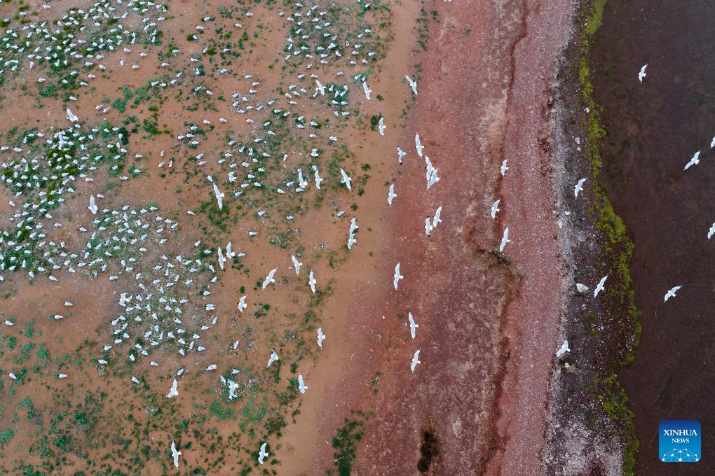 An aerial drone photo taken on June 4, 2024 shows relict gulls at Hongjiannao National Nature Reserve in Shenmu, northwest China's Shaanxi Province. At present, nearly 5,000 nests of relict gulls have entered the incubation and brooding period in the Hongjiannao Lake, China's largest desert freshwater lake. After years of treatment, the lake has regained vitality and has become an important habitat and breeding place for relict gull, which is under first-class national protection in China.(Photo: Xinhua)