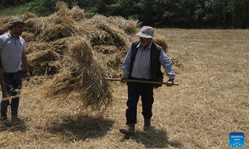 Farmers harvest wheat in Akkar, Lebanon, on June 8, 2024. (Photo by Khaled Habashiti/Xinhua)