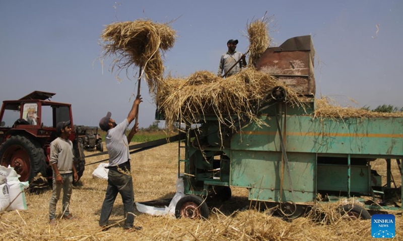 Farmers harvest wheat in Akkar, Lebanon, on June 8, 2024. (Photo by Khaled Habashiti/Xinhua)