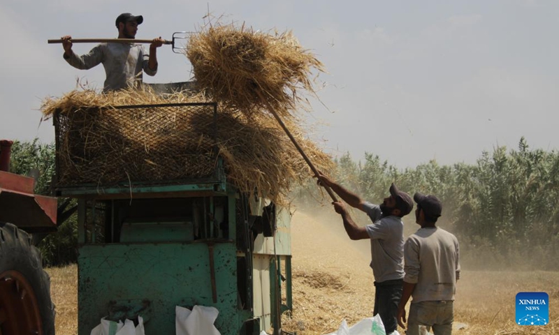 Farmers harvest wheat in Akkar, Lebanon, on June 8, 2024. (Photo by Khaled Habashiti/Xinhua)