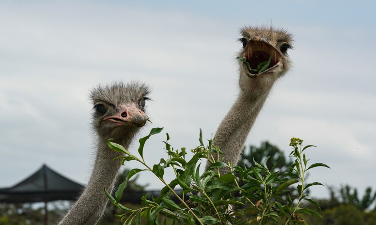 Ostriches forage on Crescent Island at Lake Naivasha in Nakuru County, Kenya, July 8, 2023. (Xinhua/Han Xu)

