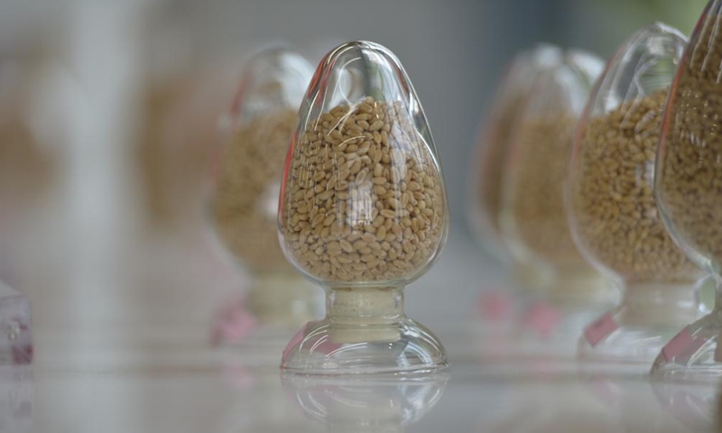 This photo taken on May 31, 2024 shows seed samples at a laboratory of Central-China Agricultural Valley, an agricultural innovation platform, in central China's Henan Province. (Photo: Xinhua)