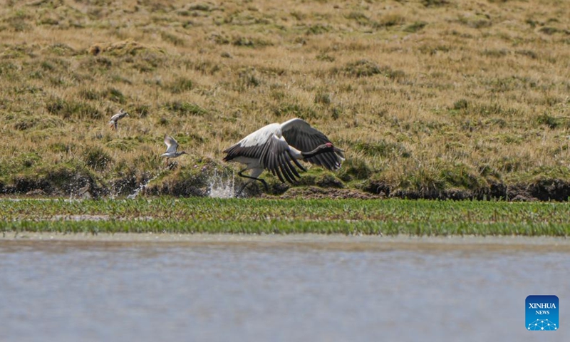 Black-necked cranes seen at wetland in Xainza, SW China's Xizang ...