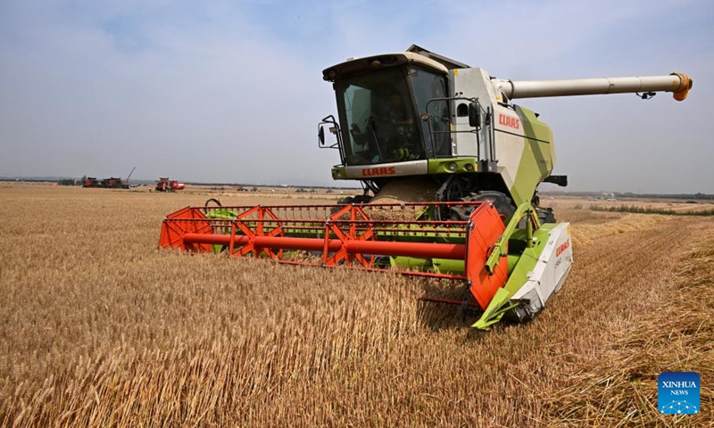 A combine harvester reaps wheat in a field in Dachang Town of Xihai'an (West Coast) New Area in Qingdao, east China's Shandong Province, June 11, 2024. (Photo: Xinhua)
