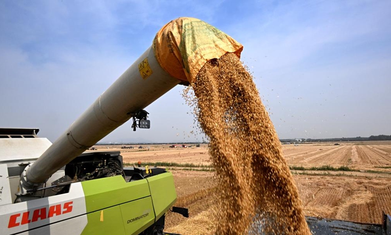 A combine harvester works in a wheat field in Dachang Town of Xihai'an (West Coast) New Area in Qingdao, east China's Shandong Province, June 11, 2024. (Photo: Xinhua)