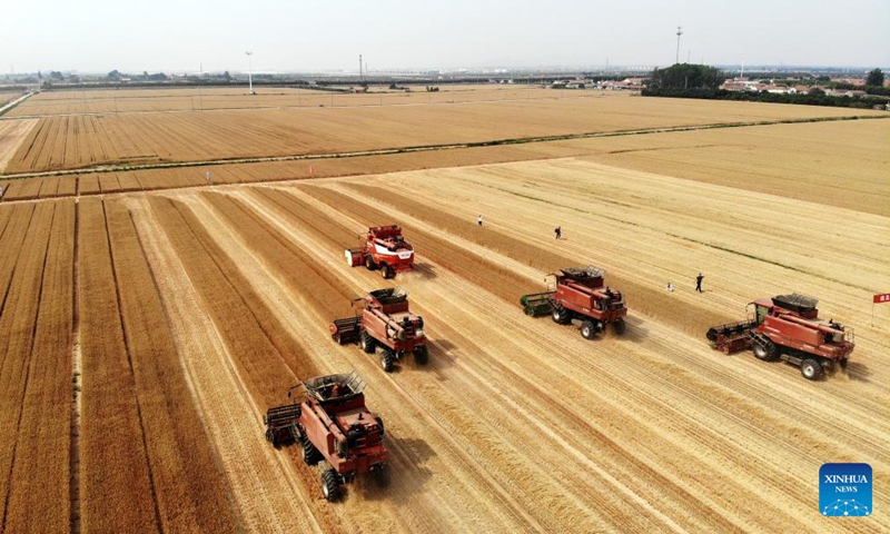 An aerial drone photo shows combine harvesters reaping wheat in a field in Dachang Town of Xihai'an (West Coast) New Area in Qingdao, east China's Shandong Province, June 11, 2024. (Photo: Xinhua)