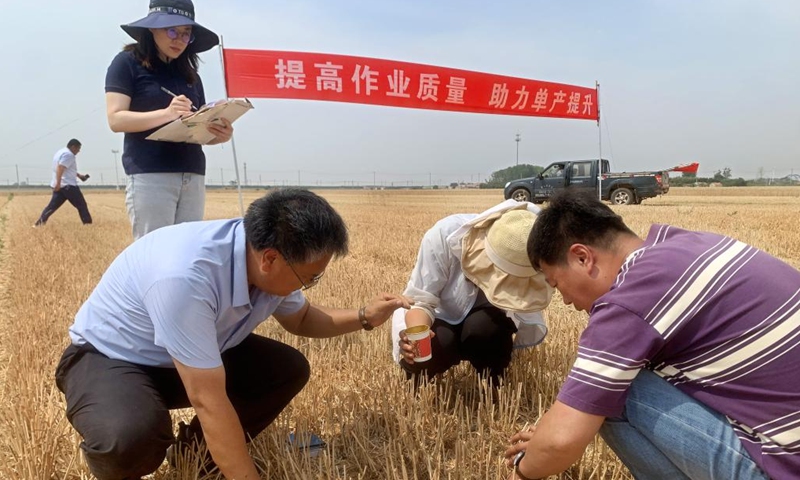 Technicians conduct measurement of machine harvest loss in a wheat field in Dachang Town of Xihai'an (West Coast) New Area in Qingdao, east China's Shandong Province, June 11, 2024. (Photo: Xinhua)