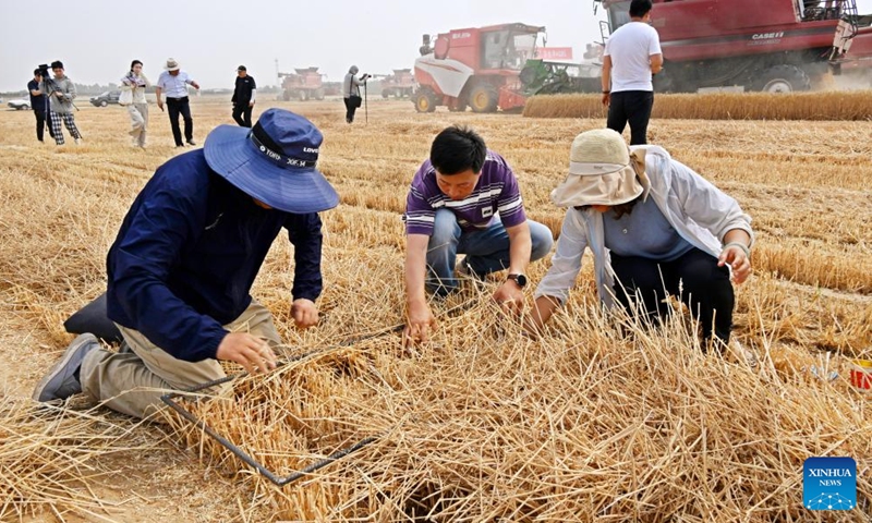 Technicians conduct measurement of machine harvest loss in a wheat field in Dachang Town of Xihai'an (West Coast) New Area in Qingdao, east China's Shandong Province, June 11, 2024. (Photo: Xinhua)