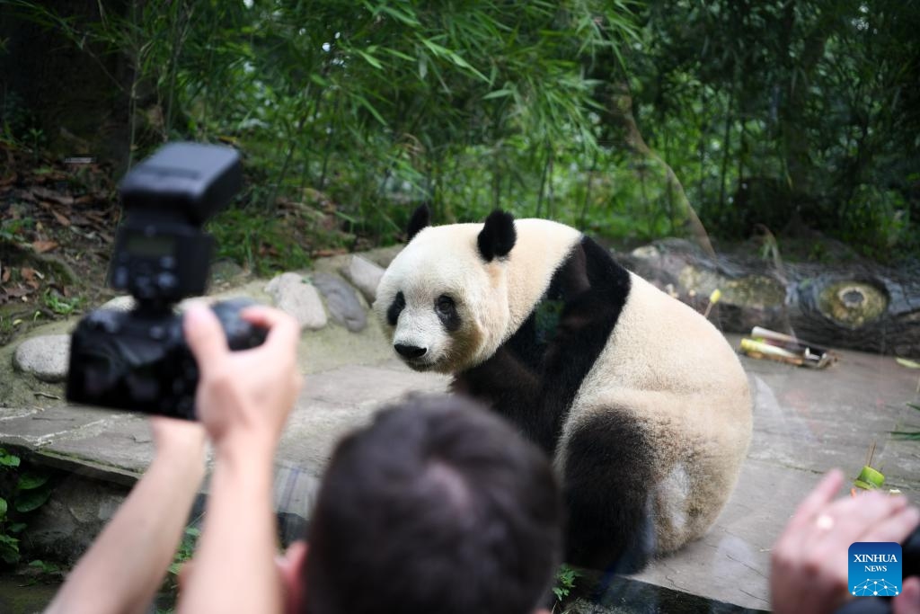 Giant panda Xiang Xiang is seen at the Ya'an base of the China Conservation and Research Center for the Giant Panda in southwest China's Sichuan Province, June 12, 2024. Many visitors visited the Ya'an base of the China Conservation and Research Center for the Giant Panda in southwest China's Sichuan Province to celebrate the seventh birthday of female giant panda Xiang Xiang on Wednesday.(Photo: Xinhua)