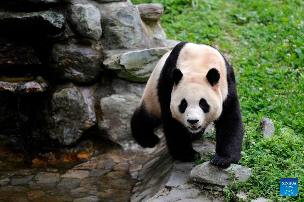 Giant panda Fu Bao is seen at its enclosure in the Shenshuping giant panda base of Wolong National Nature Reserve in southwest China's Sichuan Province, June 12, 2024.(Photo: Xinhua)