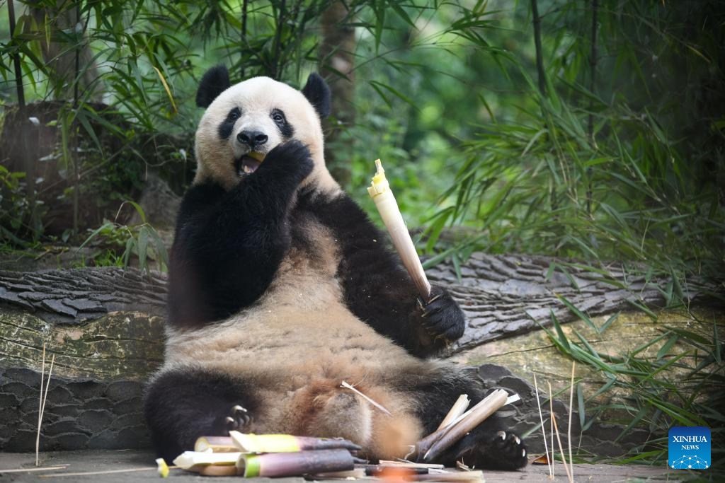 Giant panda Xiang Xiang eats bamboo shoots at the Ya'an base of the China Conservation and Research Center for the Giant Panda in southwest China's Sichuan Province, June 12, 2024. Many visitors visited the Ya'an base of the China Conservation and Research Center for the Giant Panda in southwest China's Sichuan Province to celebrate the seventh birthday of female giant panda Xiang Xiang on Wednesday.(Photo: Xinhua)