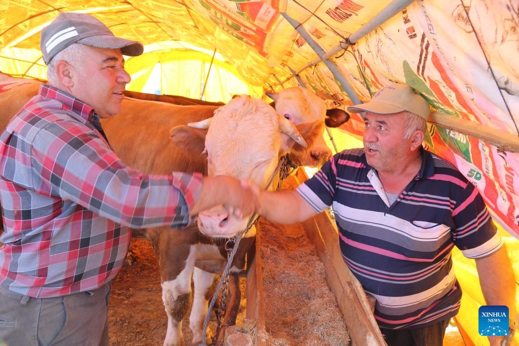 A customer buys cattle at a livestock market in Ankara, Türkiye, June 13, 2024.(Photo: Xinhua)