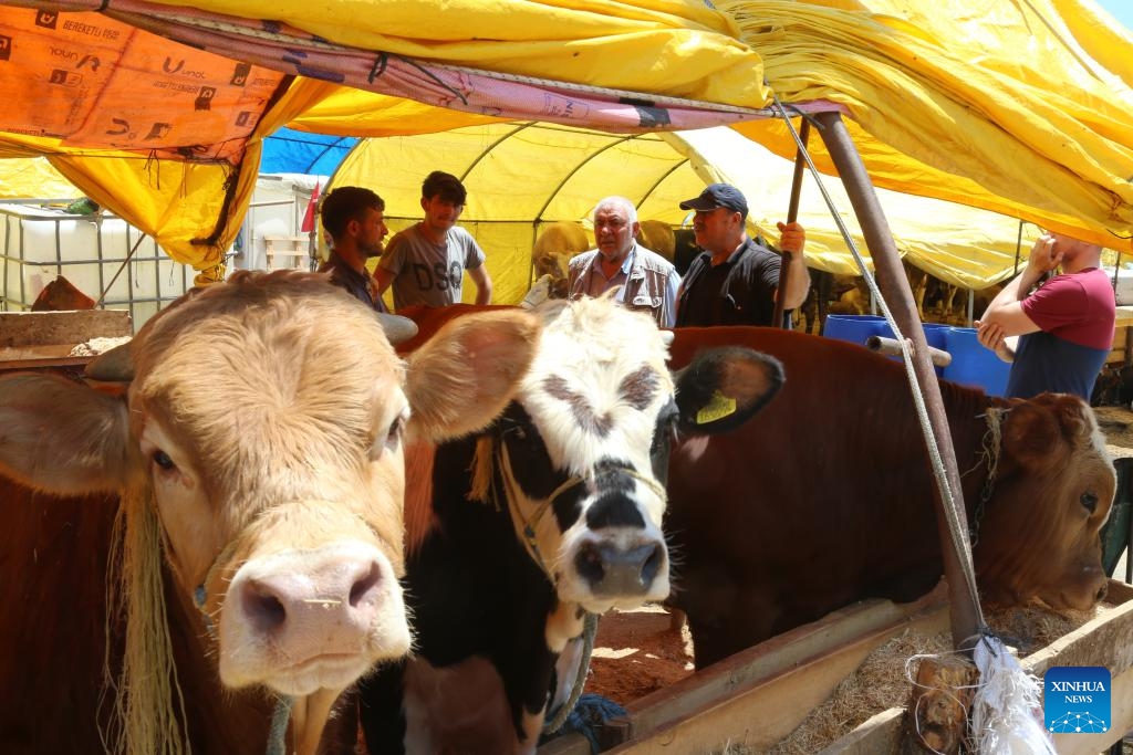 People buy cattle at a livestock market in Ankara, Türkiye, June 13, 2024.(Photo: Xinhua)