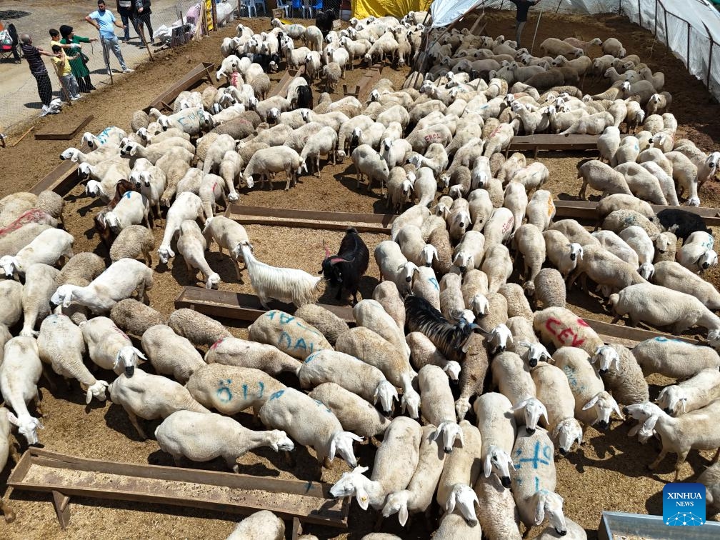 An aerial drone photo taken on June 13, 2024 shows sheep at a livestock market in Ankara, Türkiye.(Photo: Xinhua)