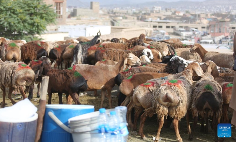 This photo shows a livestock market before Eid al-Adha in Kabul, the capital of Afghanistan, June 16, 2024. TO GO WITH Feature: Afghanistan preparing to celebrate Eid al-Adha amid economic hardship  (Photo: Xinhua)