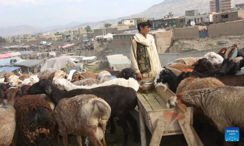 An Afghan boy sells sheep before Eid al-Adha in Kabul, the capital of Afghanistan, June 16, 2024. TO GO WITH Feature: Afghanistan preparing to celebrate Eid al-Adha amid economic hardship (Photo: Xinhua)
