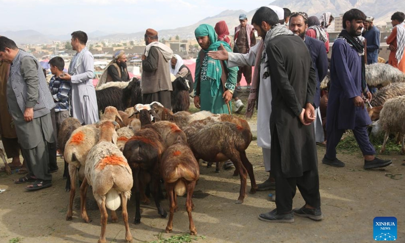 This photo shows a livestock market before Eid al-Adha in Kabul, the capital of Afghanistan, June 16, 2024. TO GO WITH Feature: Afghanistan preparing to celebrate Eid al-Adha amid economic hardship (Photo: Xinhua)