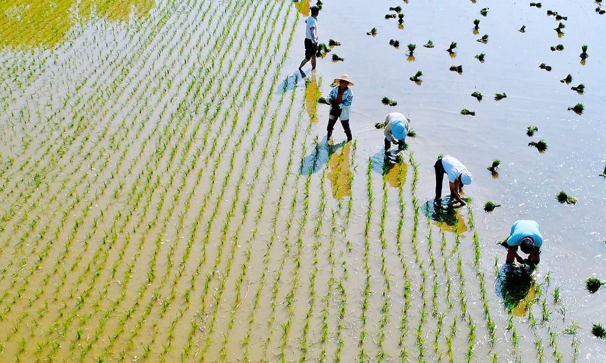 Villagers in Changgang village, Nantong, East China's Jiangsu Province transplant rice seedlings into paddies on June 18, 2024, as the summer solstice approaches. In 2023, Jiangsu's total grain production again exceeded 75 billion kilograms, reaching 75.95 billion kilograms, setting a new record. 
Photo: VCG
