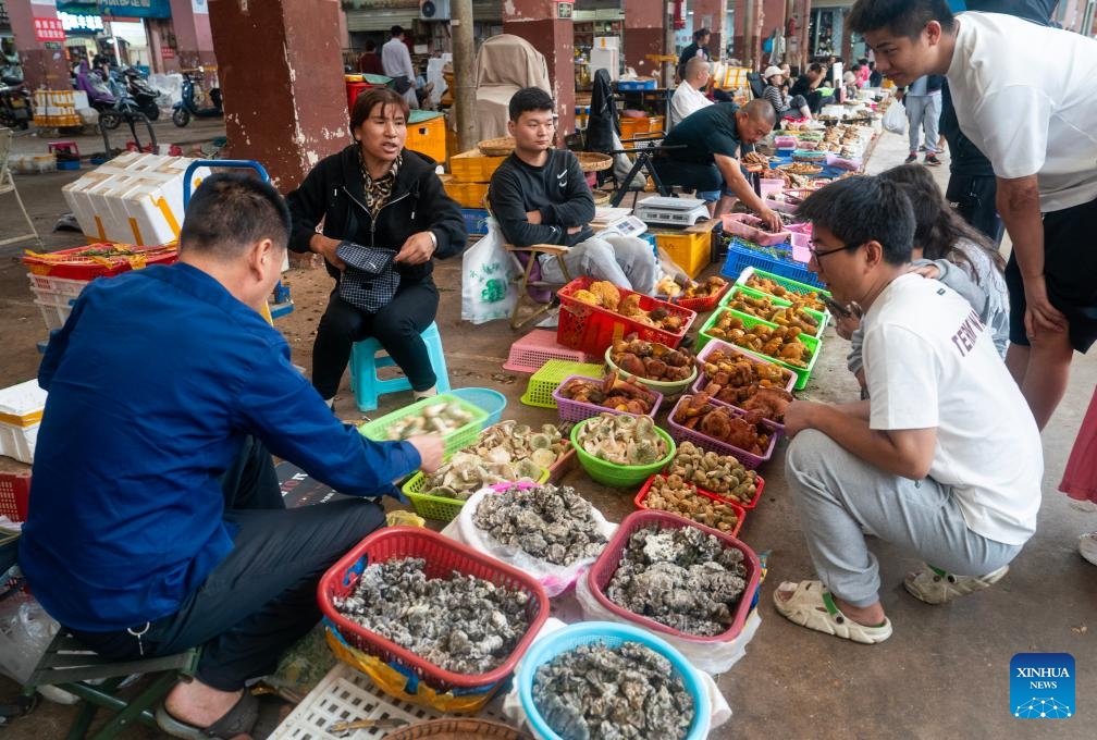 People buy wild mushrooms at a trade market in Kunming, southwest China's Yunnan Province, June 17, 2024. The peak harvest season for wild edible fungi, a beloved seasonal delicacy in Yunnan has arrived, attracting many buyers.(Photo: Xinhua)