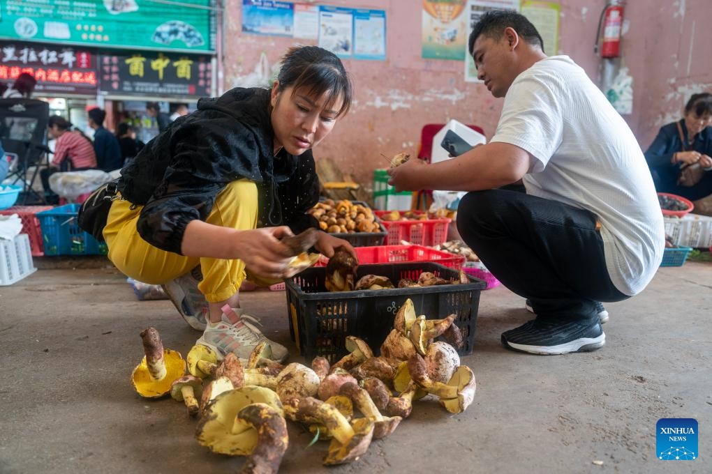 A buyer (R) selects wild mushrooms at a trade market in Kunming, southwest China's Yunnan Province, June 17, 2024. The peak harvest season for wild edible fungi, a beloved seasonal delicacy in Yunnan has arrived, attracting many buyers.(Photo: Xinhua)