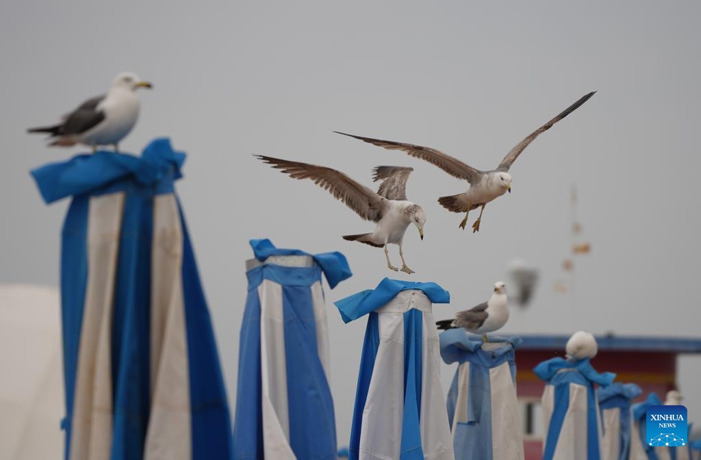 This photo taken on June 14, 2024 shows a view of the Jinshitan National Holiday Resort in Dalian, northeast China's Liaoning Province. In recent years, Liaoning has integrated natural and cultural resources to develop the cultural tourism industry and further release the potential of cultural tourism consumption.(Photo: Xinhua)