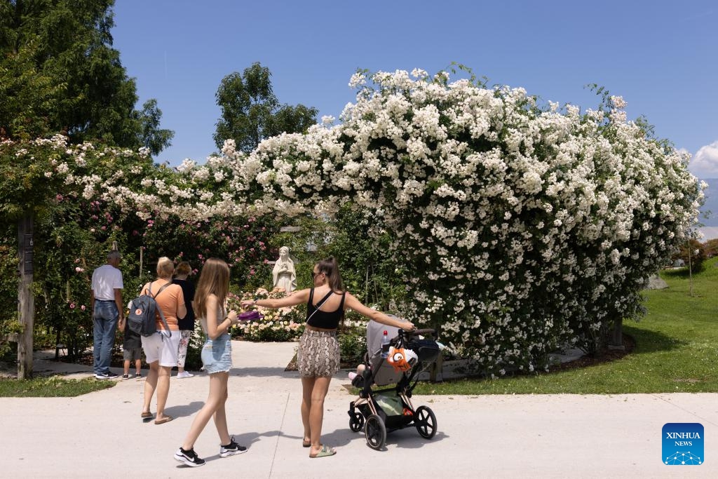 People enjoy themselves at the rose garden in the Volcji Potok Arboretum near Kamnik in Slovenia, on June 18, 2024. About 1,200 rose cultivars were on display at the Volcji Potok Arboretum.(Photo: Xinhua) 