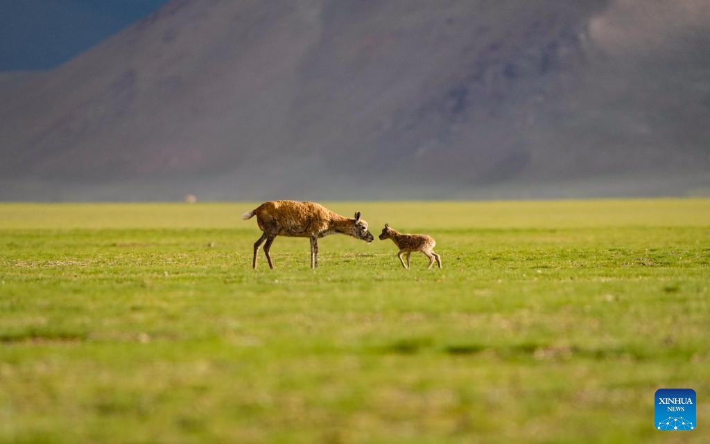 A Tibetan antelope and her newborn are pictured in Qiangtang National Nature Reserve in southwest China's Xizang Autonomous Region, June 16, 2024.(Photo: Xinhua) 