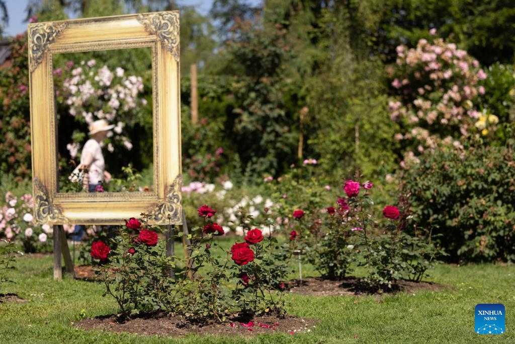 A visitor is pictured at the rose garden in the Volcji Potok Arboretum near Kamnik in Slovenia, on June 18, 2024. About 1,200 rose cultivars were on display at the Volcji Potok Arboretum.(Photo: Xinhua) 