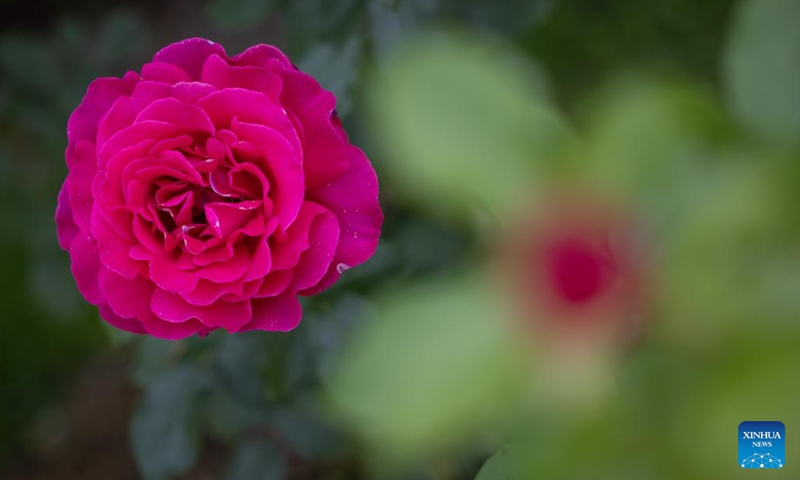 A rose is pictured at the Volcji Potok Arboretum near Kamnik in Slovenia, on June 18, 2024. About 1,200 rose cultivars were on display at the Volcji Potok Arboretum.(Photo: Xinhua) 