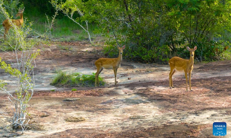 A drone photo taken on June 20, 2024 shows Eld's deer in Savannakhet Province of Laos. (Photo by Kaikeo Saiyasane/Xinhua)