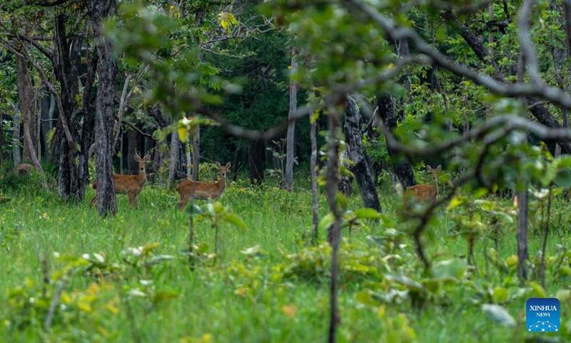 This photo taken on June 20, 2024 shows Eld's deer in Savannakhet Province of Laos. (Photo by Kaikeo Saiyasane/Xinhua)