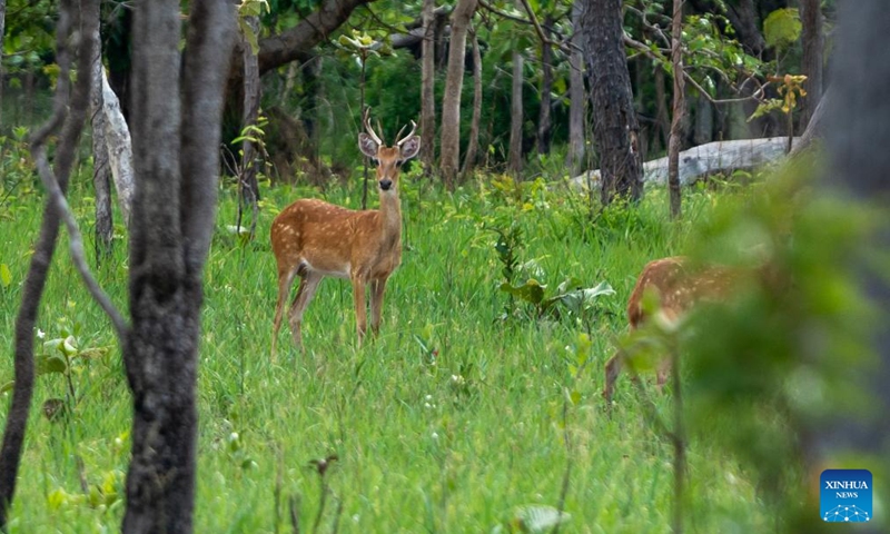 This photo taken on June 20, 2024 shows Eld's deer in Savannakhet Province of Laos. (Photo by Kaikeo Saiyasane/Xinhua)