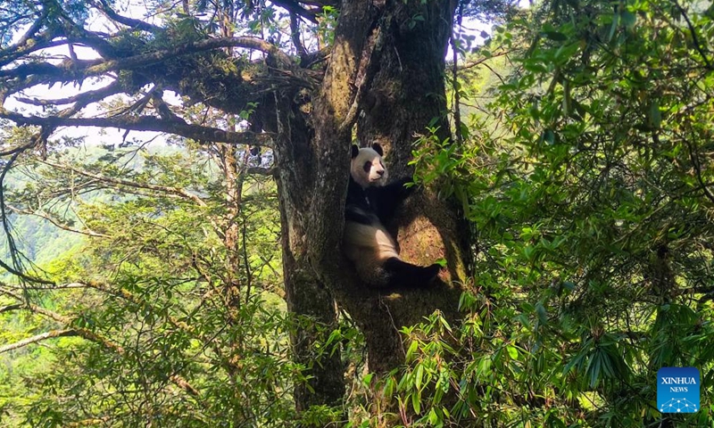 Giant panda Hui Hui is seen on a tree at the second-phase giant panda wild training fields of Tiantai Mountain in Wolong National Nature Reserve in southwest China's Sichuan Province, May 22, 2024. (Photo by Mu Shijie/Xinhua)