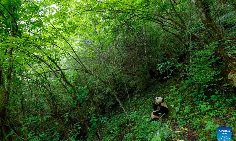 Giant panda Xian Xian has food at the second-phase giant panda wild training fields of Tiantai Mountain in Wolong National Nature Reserve in southwest China's Sichuan Province, June 24, 2024.