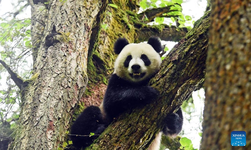 This file photo taken on June 4, 2020 shows a giant panda resting on a tree during wild training at Tiantai Mountain in Wolong National Nature Reserve in southwest China's Sichuan Province. (CCRCGP/Handout via Xinhua)